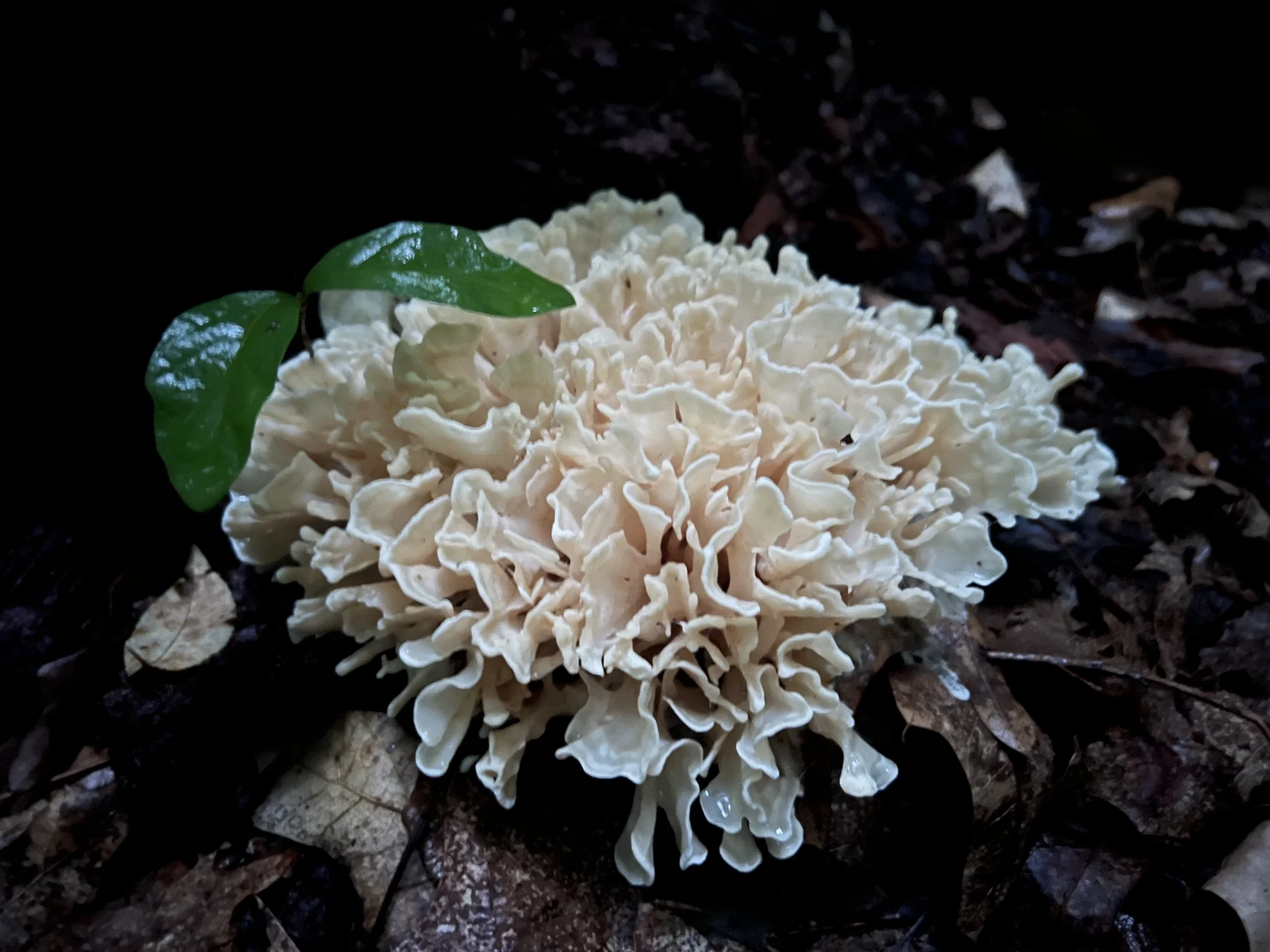 A wild cauliflower mushroom fruiting from the dark forest floor among fallen leaves